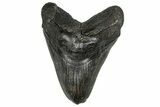 Fossil Megalodon Tooth - South Carolina #358959-1
